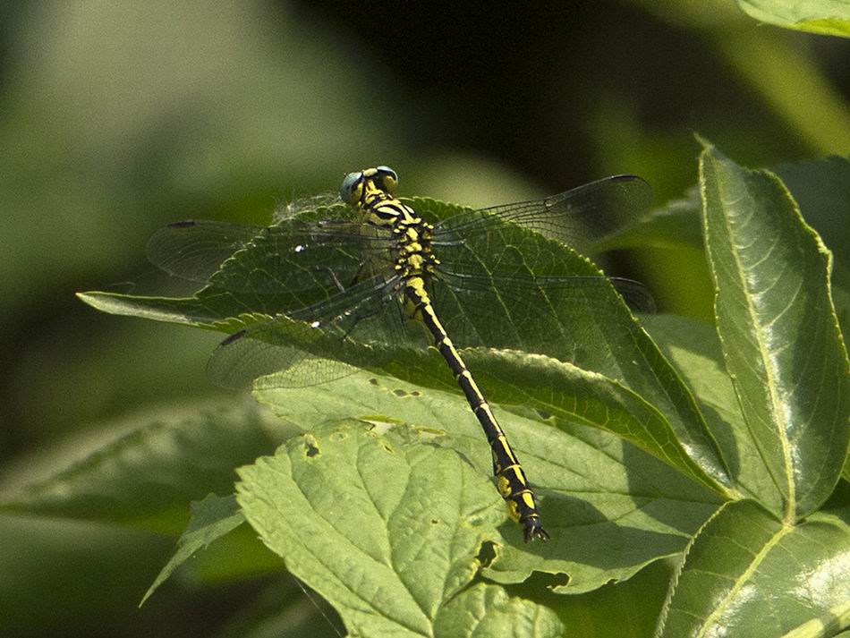 Stylurus flavipes? S, maschio